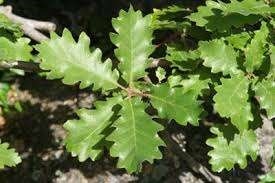 Portuguese Oak leaves