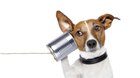 Dog using Tin Can