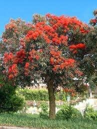 Corymbia ficifolia tree