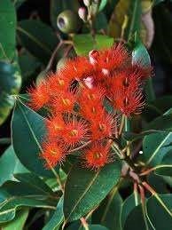 Corymbia ficifolia fowers