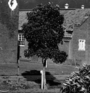 Oakleigh Avenue of Honour 1