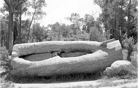 photo of an Aboriginal scar tree