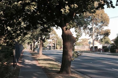 Mount Waverley Avenue of Honour