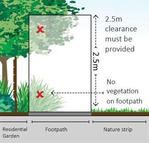 Overhanging vegetation image showing that 2.5m clearance must be provided on footpaths