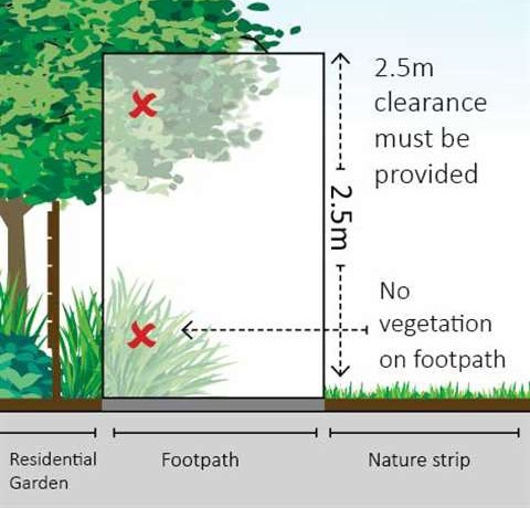 Overhanging vegetation