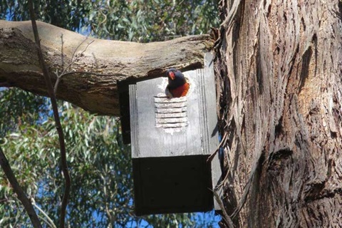Rainbow lorikeet in a nesting box