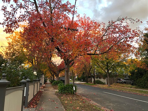 Autumn street trees