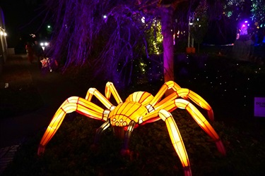 Emerge - Spider