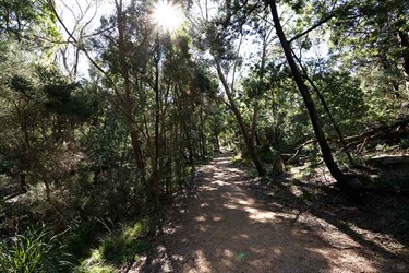 Damper Creek Reserve path