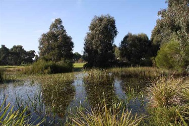 Talbot Park wetlands