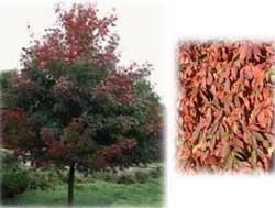 Truncatum Hybrid Maple