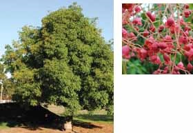 Jerilderie Red tree