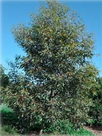Eucalyptus mannifera - Little Spotty tree