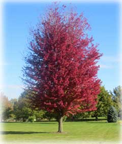 Ace X Freemanii or Autumn Blaze Freeman Maple tree