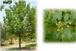 Acer campestre 'Elsrijk' - Elsrijk Maple
