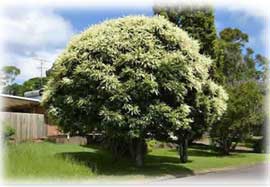 Buckinghamia celsissima - Ivory Curl Tree