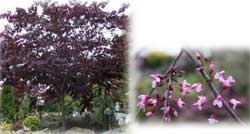 Cercis canadensis 'Forest Pansey'