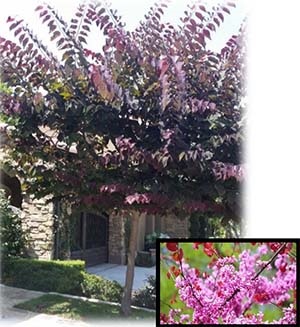 Cercis canadensis ‘Forest Pansy’ (Forest Pansy Redbud)