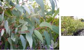 Corymbia eximia 'Nana' - (Yellow Bloodwood)