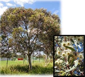 Eucalyptus leucoxylon ‘Eukie Dwarf’ (Dwarf Yellow Gum)