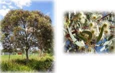 Eucalyptus leucoxylon 'Euky Dwarf' (Dwarf Yellow Gum)