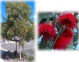 Eucalyptus leucoxylon rosea ‘Scarlet’ - Scarlet Eucalypt