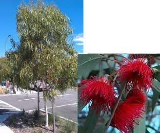 Eucalyptus leucoxylon rosea - Scarlet