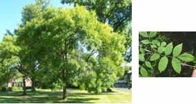 Fraxinus pennsylvanica 'Aerial' (Aerial Green Ash)