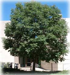Urbanite Green Ash tree