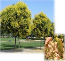 Koelreuteria Paniculata Golden Raintree