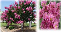 Lagerstroemia indica x L. fauriei 'Sioux' - Sioux Upright Crepe Myrtle