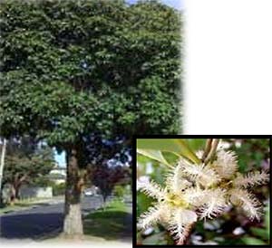 Queensland Brush Box tree