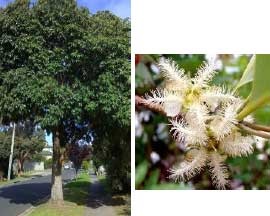 Lophostemon confertus - Queensland Brush Box