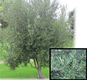 Swan Hill Olive tree