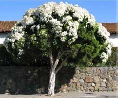 Melaleuca linariifolia - Snow in Summer