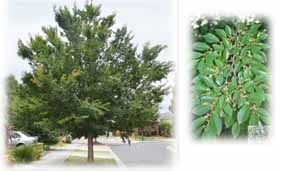 Ulmus parvifolia - ‘Todd’ (Todd Chinese Elm)