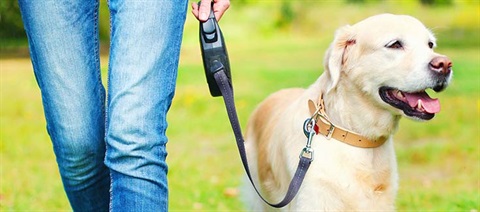 walking-dog-on-leash.jpg