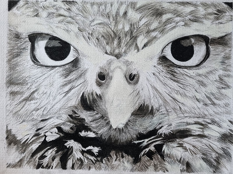 Ash exhibition - Owl