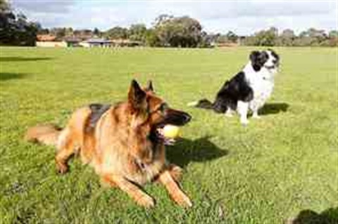 Lum Reserve off-leash dog park
