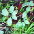 Blackberry - Rubus fructicous