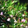 Bluebell Creeper - Sollya heteophylla