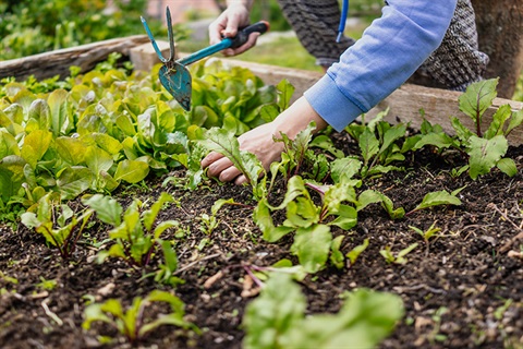 Gardening in a raised bed