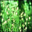 Large Quaking Grass - Briza maxima