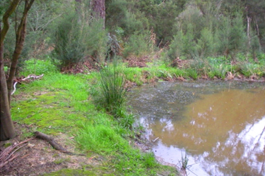 Napier Park Frog Bog