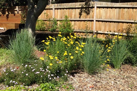 Native garden