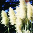 Pampas Grass - Cortaderia selloana