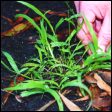 Panic Veldt Grass - Ehrharta erecta