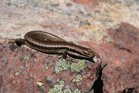 Photo of a skink by Ian Moodie