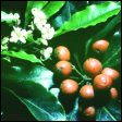 Sweet Pittosporum - Pittosporumundulatum