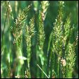 Sweet Vernal Grass - Anthoxanthum odoratum